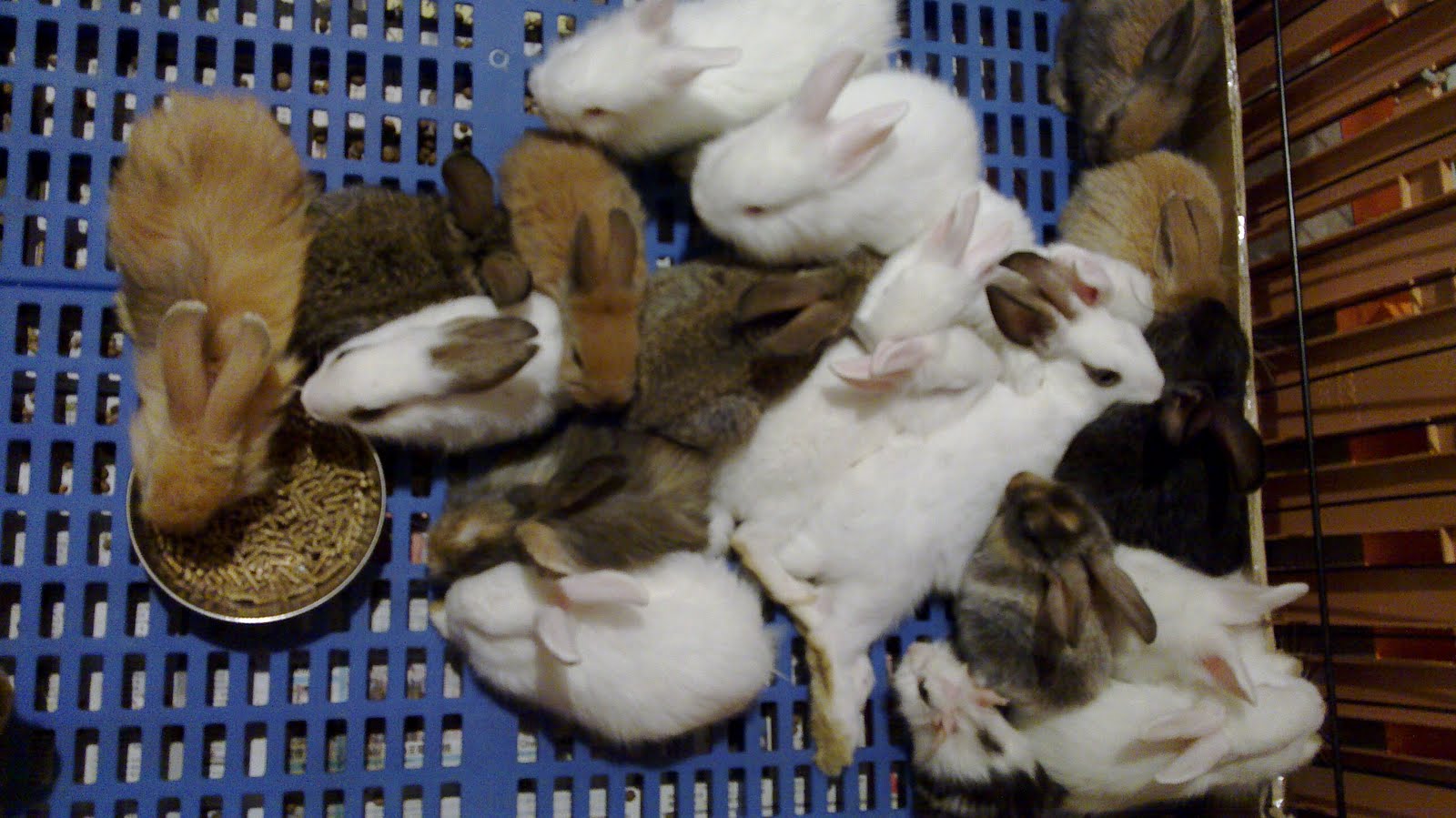 Father's Discovery: 2010